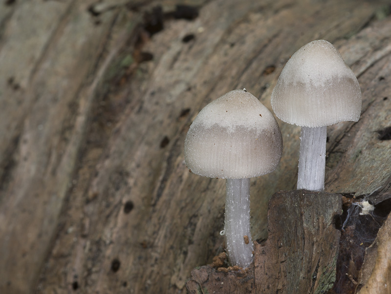 Mycena niveipes